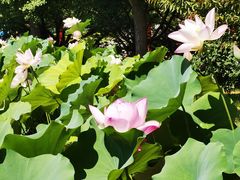 -莲花池公园