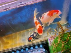 -张记烤羊腿(北花园店)