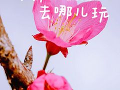 -深圳仙湖植物园