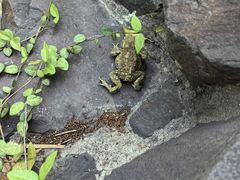 -秋霞圃
