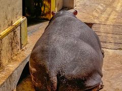 -青藏高原野生动物园