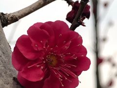 -无锡梅园公园