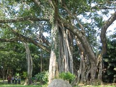 -瑞丽独树成林风景区