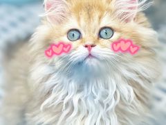 -lincat·猫舍(广州店)