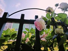 -杭州观成实验学校