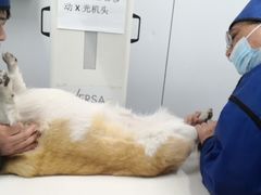 -爱侣宠医·鹦鹉专科·小型哺乳类·异宠专科(灵石路店)