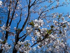 -顾村公园