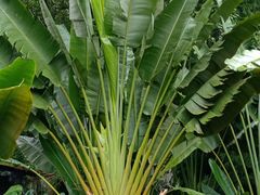 -南宁良凤江国家森林公园