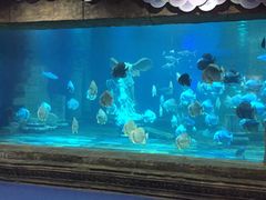 -梦幻海洋王国(吾悦广场张家港店)