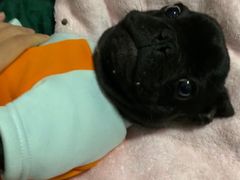 -翊宠yipet猫狗购宠庄园犬舍•猫舍