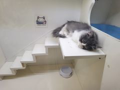 -70cat德文卷毛猫·缅因猫纯种猫舍