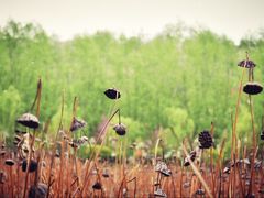 -渭南桃花源民俗文化园