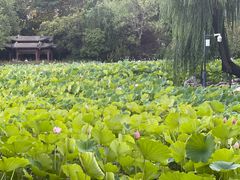 -莲湖公园