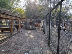 -长白岛森林公园