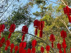 -西双版纳原始森林公园