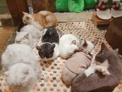 -more than meow吴止猫主题餐厅(承德 中船汇店)