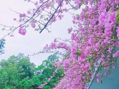 -深圳仙湖植物园