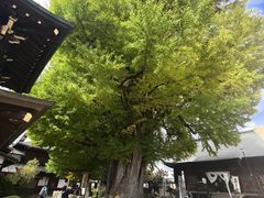 -医王山·飞騨国分寺