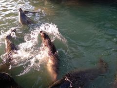 -华夏文旅海洋公园