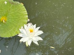 -滕州微山湖红荷湿地景区