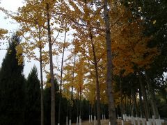 -永定河休闲森林公园