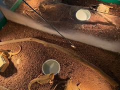 -上海大自然野生昆虫馆(东方明珠·爬宠昆虫探索中心)