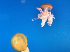 -太平洋海底世界