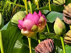 -墨尔本皇家植物园