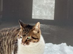 -天目山大树王景区