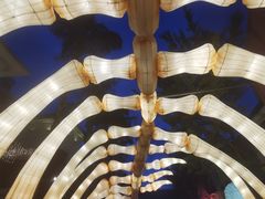 -重庆海昌加勒比海水世界