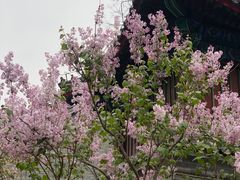 -红螺寺