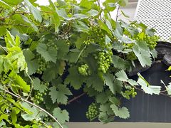 -阿木舂记·特色小吃(平江路店)