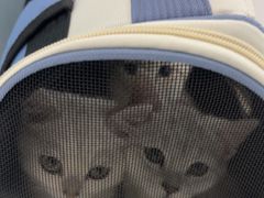 -纳吉亚猫专科动物诊疗中心(蒋宅口分院)