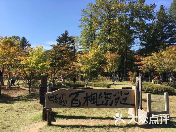 nami island图片 - 第6张