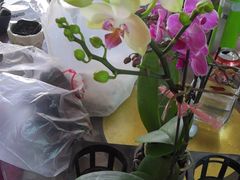 折断的绿色蝴蝶兰-龙大花卉苗木市场