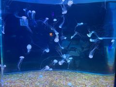 -欢乐海岸海洋奇梦馆