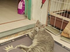 -猫岛主趣味餐厅(鼓浪屿店)