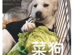 -莽子老火锅(大坪店)