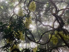 -梧桐山风景名胜区