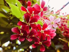 -Lam Vien Restaurant