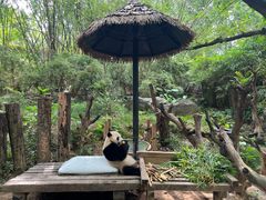 -广州长隆野生动物世界