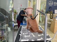 -芭比堂动物医院广州顽皮分院