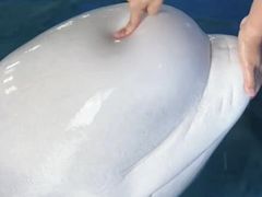 -芜湖新华联大白鲸海洋公园