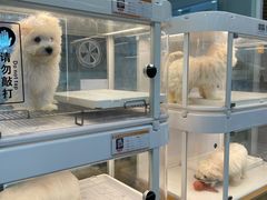 -翊宠yipet猫狗购宠庄园犬舍•猫舍