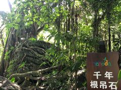 -呀诺达热带雨林