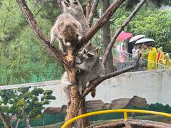 -西霞口神雕山野生动物世界