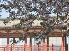 -西安青龙寺遗址景区
