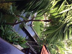 清迈菩提塞雷纳酒店‎-清迈菩提塞雷纳