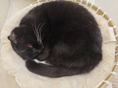 -共舞时光猫咖·狗咖(新街口店)