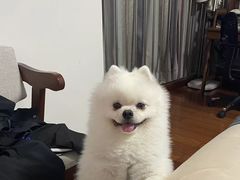 -瑞鹏宠物医院·骨科·猫科·内科(第一中心)
